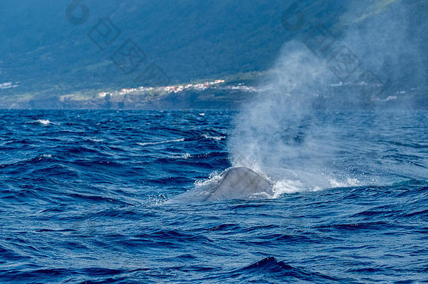 <strong>蓝鲸</strong>浮出水面时在吹