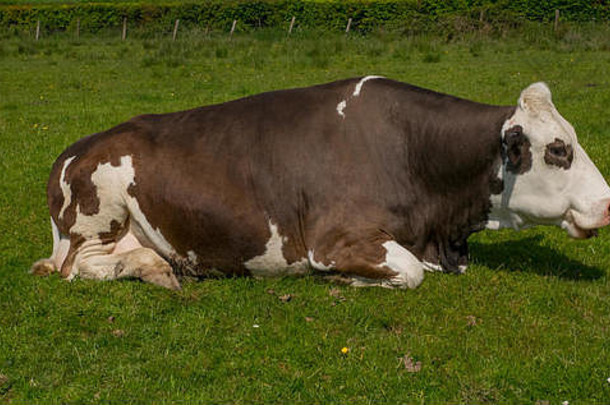 躺在草地上的一头母牛