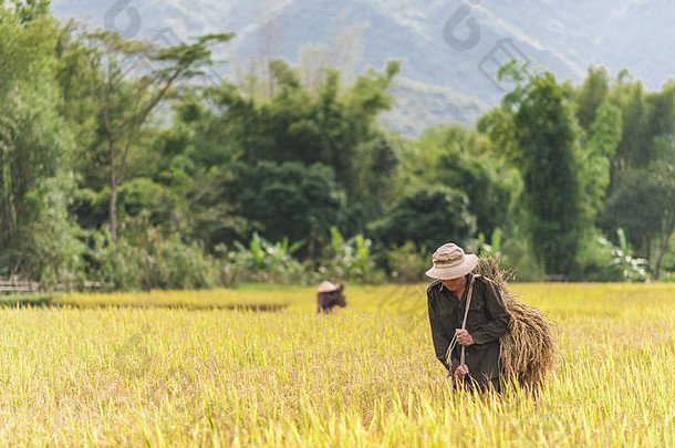 在越南湄洲谷Lac村附近稻田工作的男子。收获季节美丽的秋天下午，前景是木车。