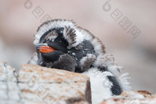 在南极洲，一只Gentoo企鹅（Pygoscelis巴布亚）幼雏正在完全蜕皮
