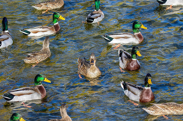 鸟类图片公园里，野鸭围着池塘游泳