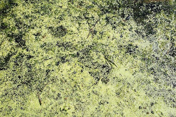 伊利诺伊州<strong>惠</strong>顿市赫里克湖自然保护区湖面上漂浮的藻类