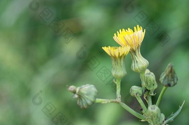 花开花前光滑的苣苦菜松楚斯油桐属年轻的叶子可食用的药用草常见的欧洲杂草