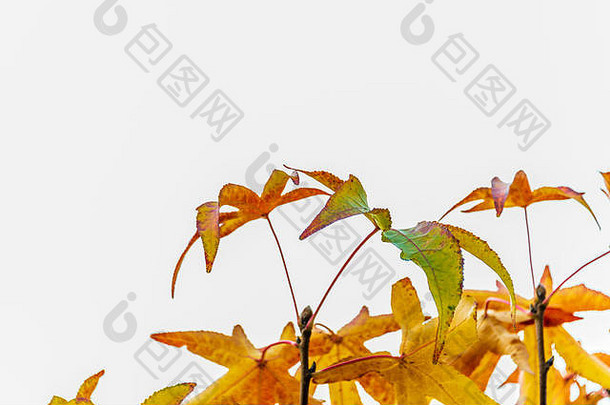 秋天的树叶。拍摄暖色调的mapple树叶