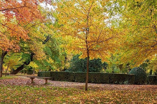 公园里有色彩鲜艳的树木，黄绿色和橙绿色的树叶，还有长满秋叶的草地。阿兰胡埃斯。马德里社区。西班牙