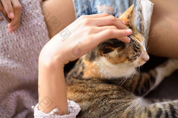 可爱的印花棉布的猫抚摸年轻的女人