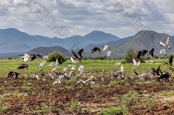 飞行群鸟white-bellied鹳非洲神圣的宜必思牛白鹭宜必思埃塞俄比亚非洲野生动物