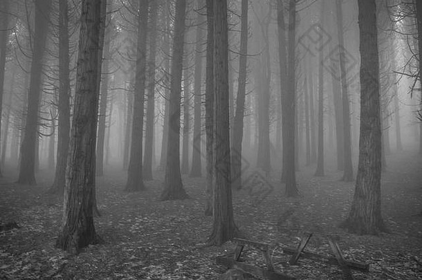 葡萄牙辛特拉山脉神秘的黑暗古老森林，雾气弥漫