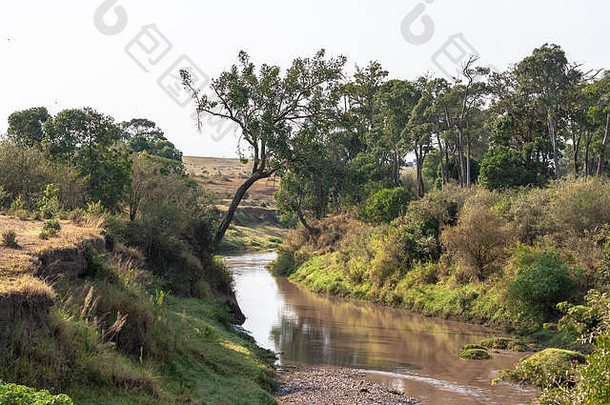马赛马拉的一条小河。树木间的河流。肯尼亚（第2次修订）