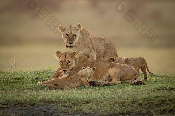 母狮站在另一只母狮后面，还有两只幼崽