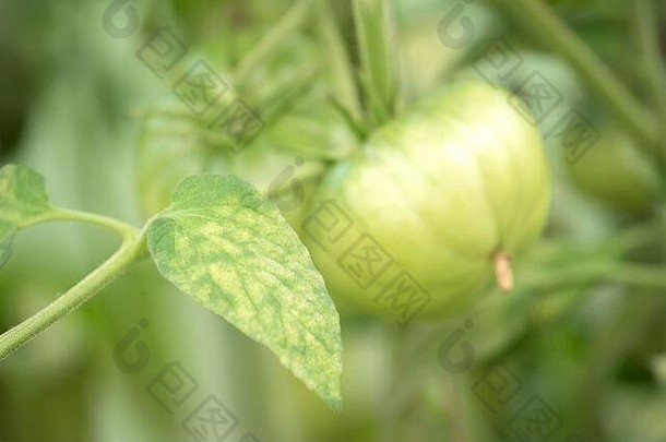 夏季温室花园中成熟的绿色西红柿叶子的病害