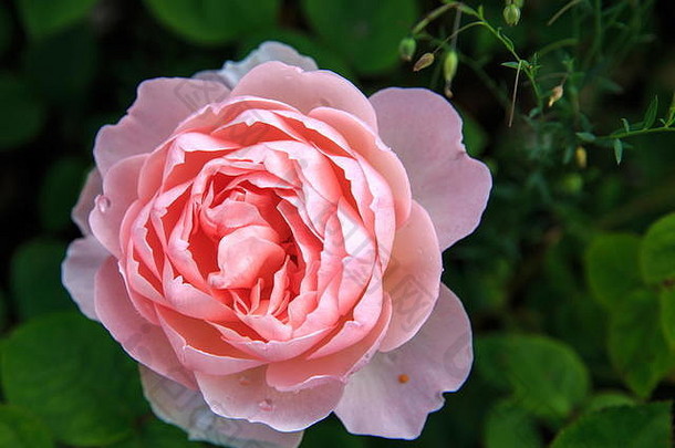 盛开的玫瑰花园阳光明媚的一天大卫奥斯丁玫瑰温柔的赫敏
