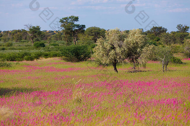 紫罗兰开花-雨季后的卡拉哈里沙漠开花，南非荒野
