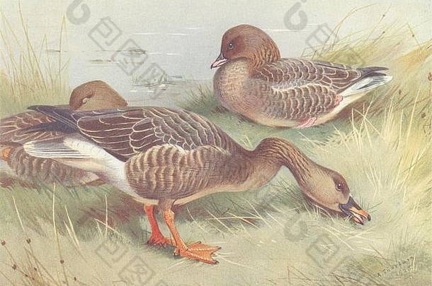 英国鸟红润的sheld-duck红色的襟鹅索伯恩打印