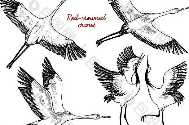 野生鸟飞行动物自然天空起重机grus鹳shadoofciconia翅膀刻草图手画古董风格