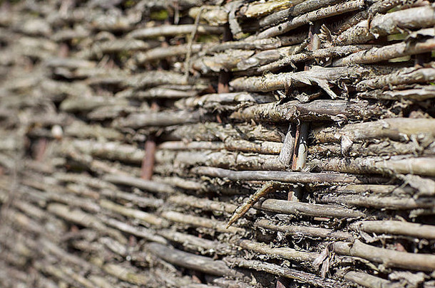 村里篱笆丛树枝的碎片