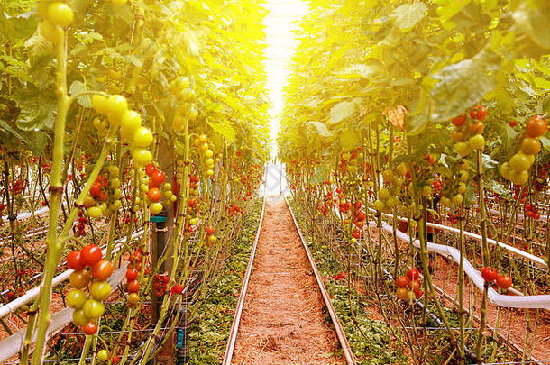 温室里的一排排番茄水培<strong>植物</strong>。树上新鲜的红色西红柿，有机有益健康。红色和绿色的西红柿在树林里成熟