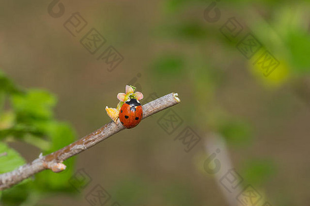 一只瓢虫坐在一朵小小的醋栗花上，等待着阳光温暖春天花园里周围的空气