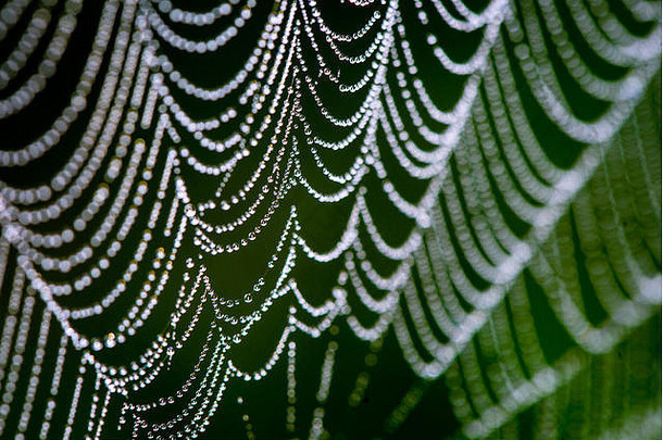 美丽的蜘蛛网在冰冻的草地上