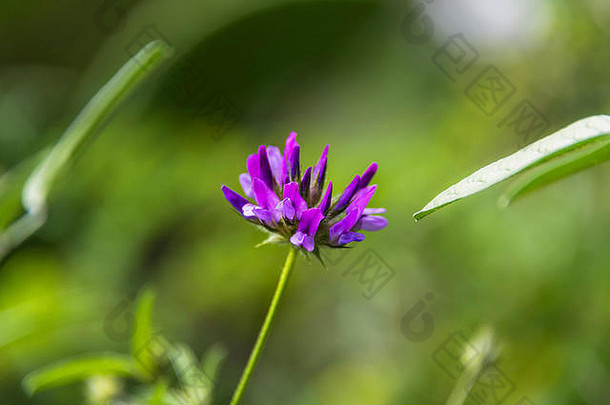 关闭图像紫色的野花自然背景