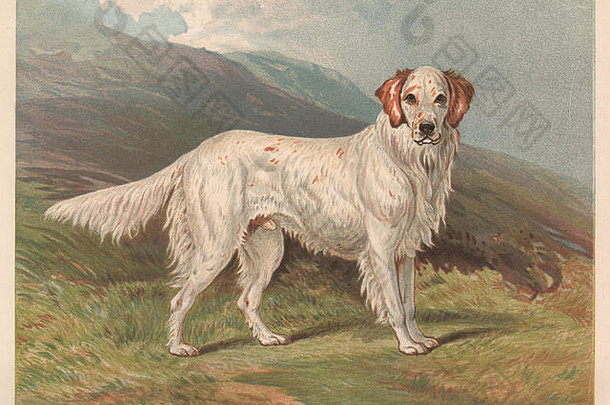 狗。英国塞特，游侠III，仿古印刷品1881