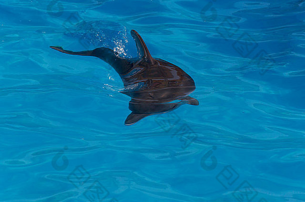 游泳池中的<strong>小海豚</strong>特写镜头