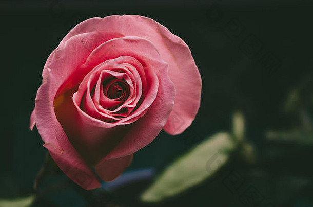 粉红玫瑰。粉色婚礼玫瑰色特写，在深色背景上独立拍摄。