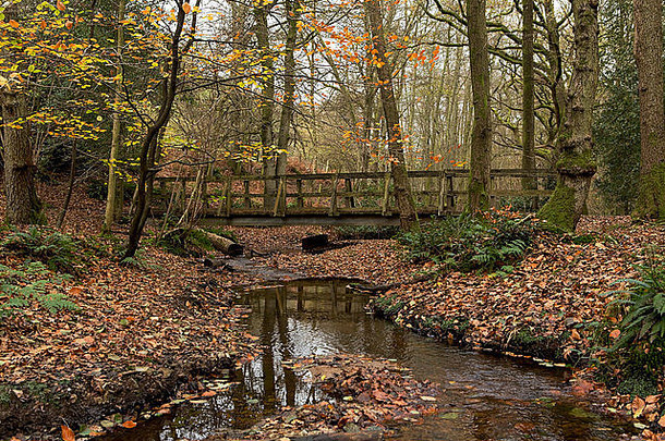 在河<strong>上架</strong>桥。涓涓细流上坚固的木桥。秋天的树林里有很多泥土和树叶。