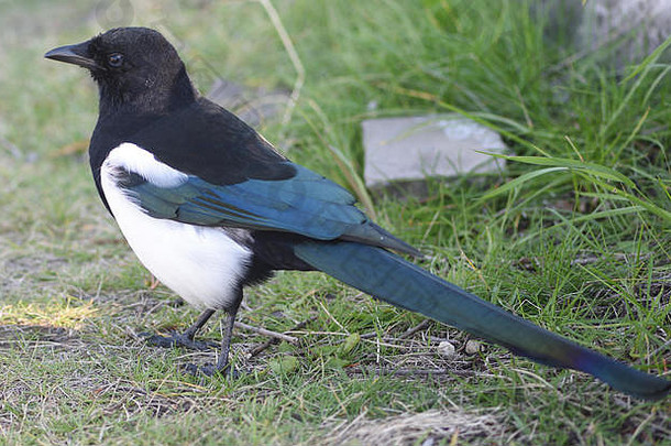 一种黑嘴喜鹊（异食癖喜鹊属），翅膀和尾羽为蓝黑色，呈彩虹色。加拿大阿尔伯塔省班夫，