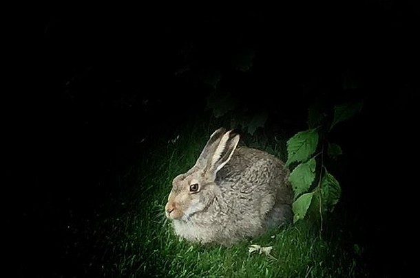 兔子试图隐身