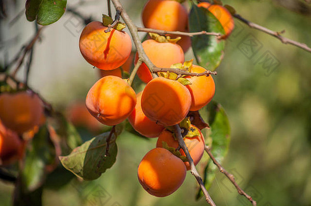 一束水果柿子呈美丽的橙色。