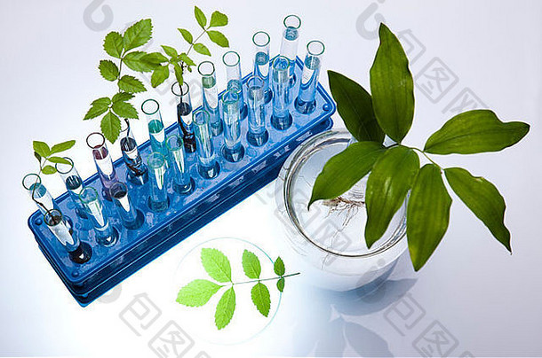 化学设备、植物、实验室玻璃器皿