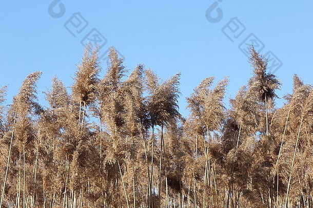 芦苇生活在农村公路旁的沼泽地带。威胁安大略湿地的入侵芦苇物种