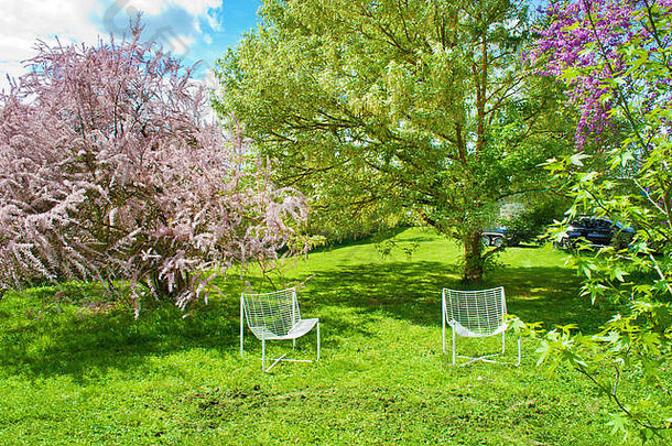 两张空椅子夹在修剪过的绿草中，一棵高高的树上长着嫩叶和郁郁葱葱的绿叶，灌木丛上有许多粉红色的叶子。休息和休闲的概念。暖春