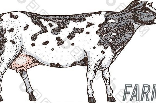 农场牛牛或牛。天然牛奶和肉。不同品种的农场家畜。雕刻手绘单色草图。复古线条艺术。