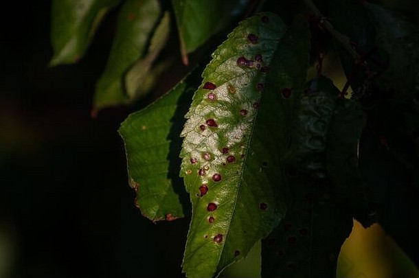 关闭甜樱桃的绿叶，因病害溃疡和褐斑真菌而受损。园艺问题。植物的真菌病和病毒病。