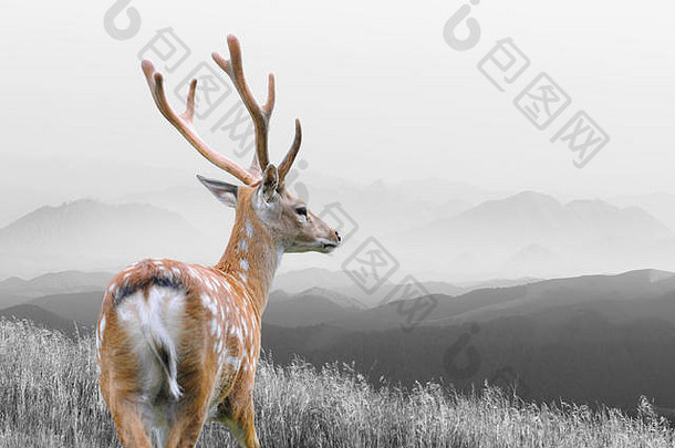 肖像雄伟的强大的成人红色的鹿阉割过的雄鹿自然环境黑色的白色摄影颜色鹿