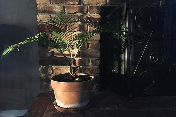 棕榈室内植物Terracotta能坐着砖壁炉浸泡温暖的阳光