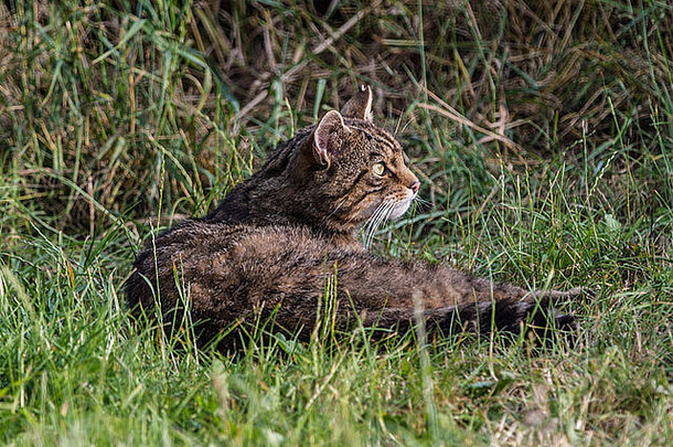 晴天坐在草地上的苏格兰野猫