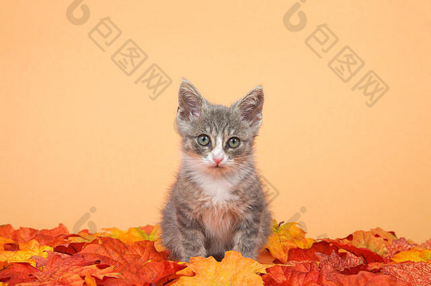 一只灰白色的小斑猫坐在橙色和黄色的秋叶上，以橙色为背景，直视着观看者。