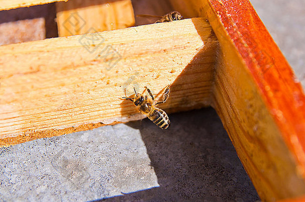 蜂箱上有一只蜜蜂。孤独工作者