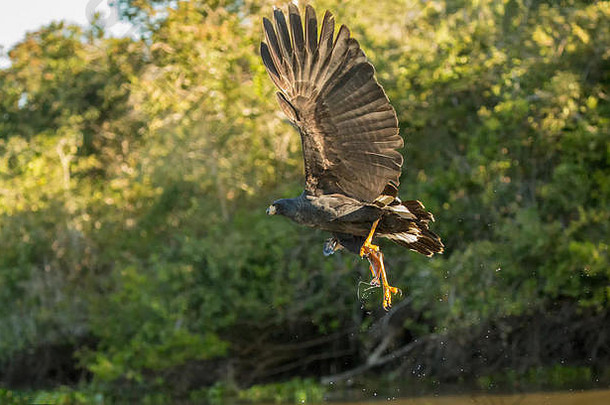 在巴西潘塔纳尔地区的皮克斯海姆河上，一只巨大的黑鹰<strong>俯冲到</strong>河边捕鱼。