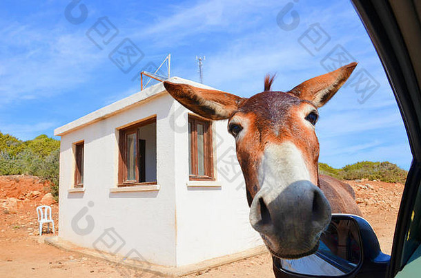 阳光明媚的日子里，头枕在车窗里的美丽驴子摆出姿势拍照。摄于土耳其北塞浦路斯偏远的卡帕斯半岛。野生驴子是塞浦路斯地区的热门景点。