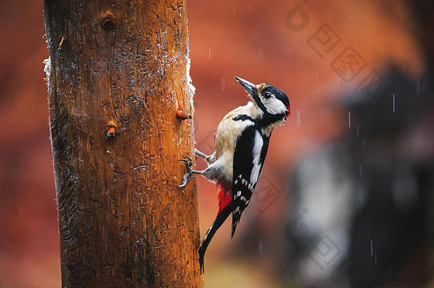 春季雨林中一只大斑点啄木鸟坐在树上的特写镜头