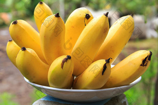 在柬埔寨、东南亚种植的一束香蕉。