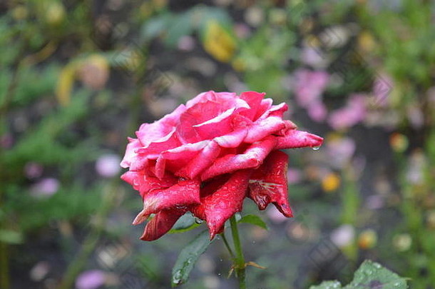 湿红玫瑰特写