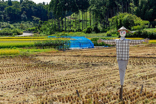 稻草人在夏季稻田，小松，石川，日本。构成这张脸的人物是莫和何。