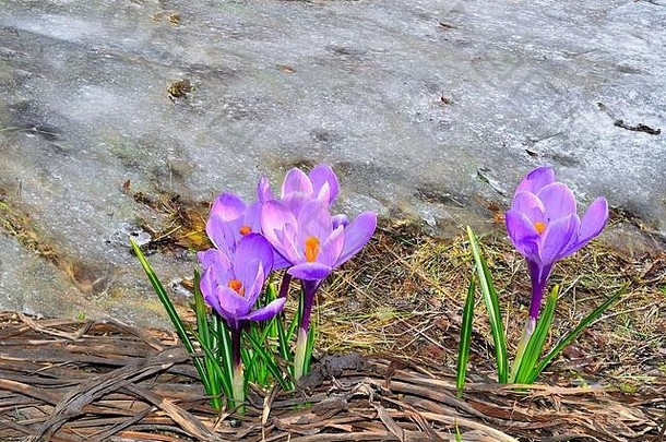 开着紫色番<strong>红花</strong>，<strong>绿叶</strong>紧闭，在融雪附近的干草上——早春开花。纳图第一朵娇嫩的春花