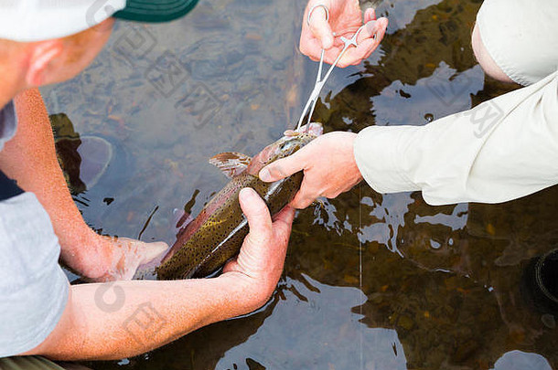 在俄勒冈州，捕蝇渔民用镊子松开鱼钩，然后释放渔场。