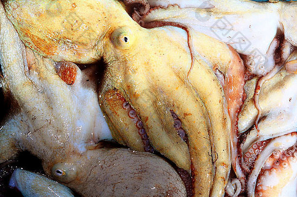 地中海鱼类市场的章鱼捕捞模式